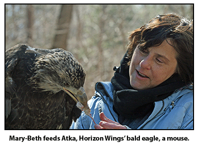 Mary-Beth feeding Atka, Horizon Wings' bald eage, a mouse