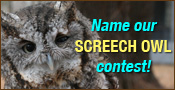 Name our Screech Owl Contest
