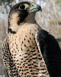 Athena, Horizon Wings' Peregrine Falcon