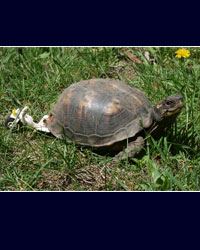 Beamer, Horizon Wings' box turtle.