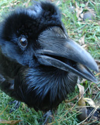 Julian, Horizon Wings' Common Raven