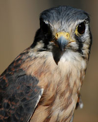 Kisra, Horizon Wings' American Kestrel