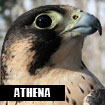 Athena, Horizon Wings' peregrine falcon.