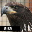 Kisra, Horizon Wings' American kestrel.