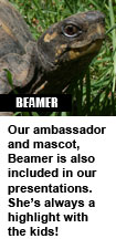 Beamer, Horizon Wings' box turtle
