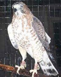 Chico, Horizon Wings' Broad-Winged Hawk