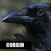 Corbin, American Crow