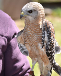 Dakota, Horizon Wings' red-tailed hawk.