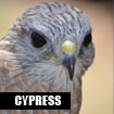 Cypress, Red-Shouldered Hawk