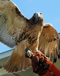 Dakota, Horizon Wings' red-tailed hawk.