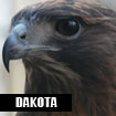 Dakota, Horizon Wings' red-tailed hawk.