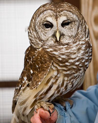 Emrys, Horizon Wings' female Barred Owl
