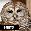 Emrys, Horizon Wings' barred owl.