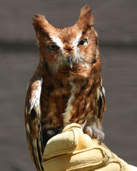 Herkimer, Eastern Screech Owl