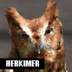 Herkimer, Eastern Screech Owl Screec