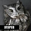 Jasper, Horizon Wings' screech owl.