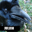 Julian, Horizon Wings' common raven.