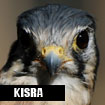 Kisra, Horizon Wings' American kestrel.