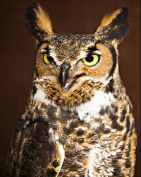 Oscar, Horizon Wings' great-horned owl.