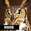 Oscar, Horizon Wings' great-horned owl.