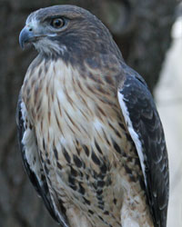 Patrick, Horizon Wings' Red-tailed Hawk