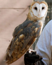 Silo, Horizon Wings' Barn Owl