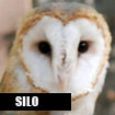 Silo, Horizon Wings' barn owl.
