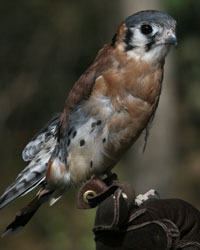 Spirit, American Kestrel