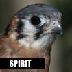 Spirit, American Kestrel