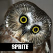 Sprite, Northern Saw Whet Owl