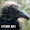 Stevie Ray