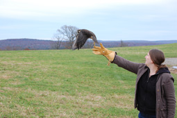 Volunteer Brenda Lyons releasing a peregrine falcon.