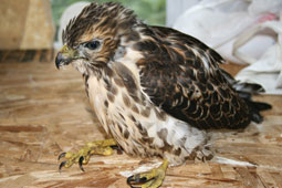 Broad-winged hawk fledgling.