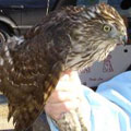Cooper's Hawk released in Stafford, CT.