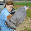 Cooper's Hawk released in Enfield, CT.