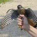 American Kestrel released in Coventry, CT.