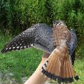 American Kestrel released in Coventry, CT.