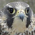 Peregrine falcon released in Killingly, CT.