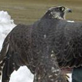 Peregrine falcon released in Killingly, CT.