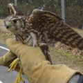 Merlin released in Storrs, CT.