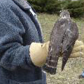 Merlin released in Storrs, CT.