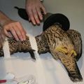 Peregrine falcon undergoing surgery.