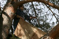 Mary-Beth starting the structure of the nest.