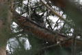 A great-horned owl parent watches Mary-Beth intently.