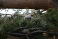 The great-horned owl nesting is comfortably-ensconsed in his new nest.