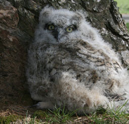 Great-horned owl nestling Horizon Wings had in rehabilitation and then released.