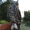Great-horned owl released in South Coventry, CT.