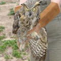 Great-horned owl released in South Windsor, CT.