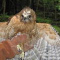 Red-shouldered hawk released in Woodstock, CT.