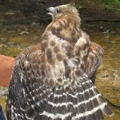 Red-shouldered hawk released in Woodstock, CT.